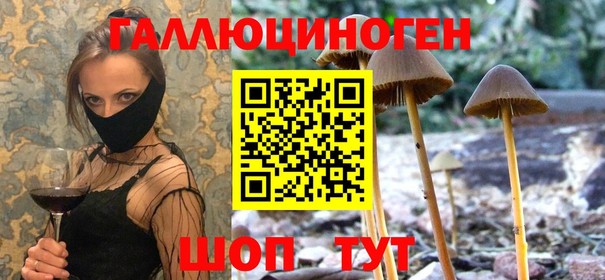 Галлюциногенные грибы Psilocybe Волхов